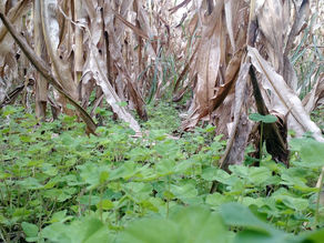 Siembra directa, buenas prácticas agrícolas, y certificación ambiental