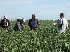 Enfoque sistémico para el manejo de malezas y enfermedades en soja