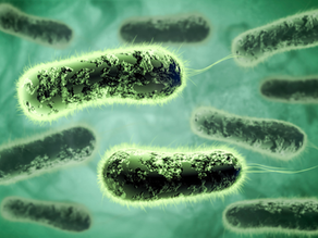 ¿Cómo una bacteria puede mejorar la fertilidad del suelo y capturar carbono?