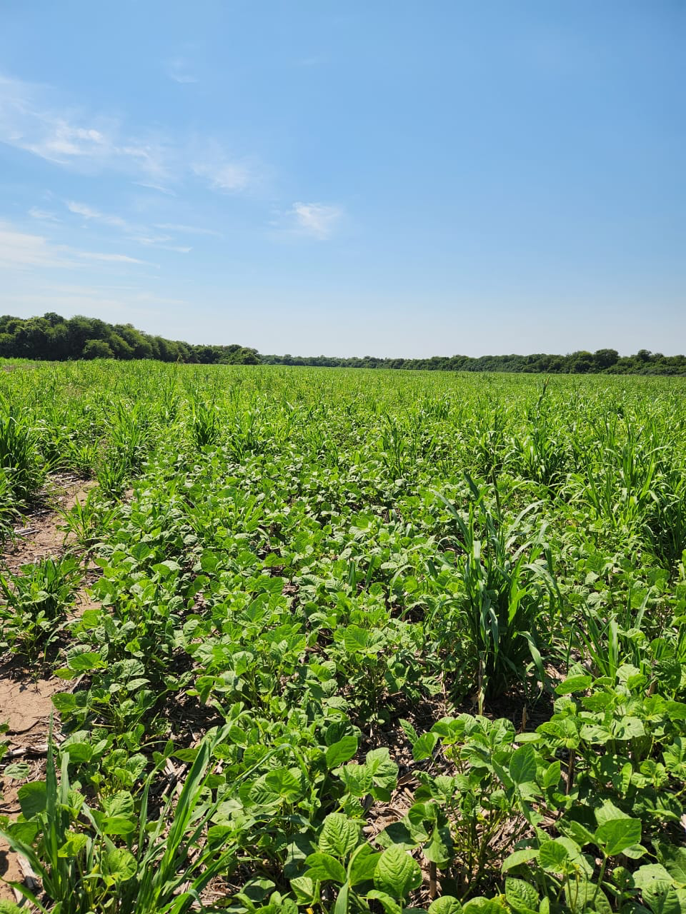 Los cultivos de cobertura reducen hasta un 70 % las pérdidas de materia orgánica