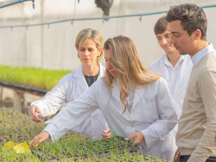 En base a bacterias, desarrollaron un bioinoculante que mejora cultivos