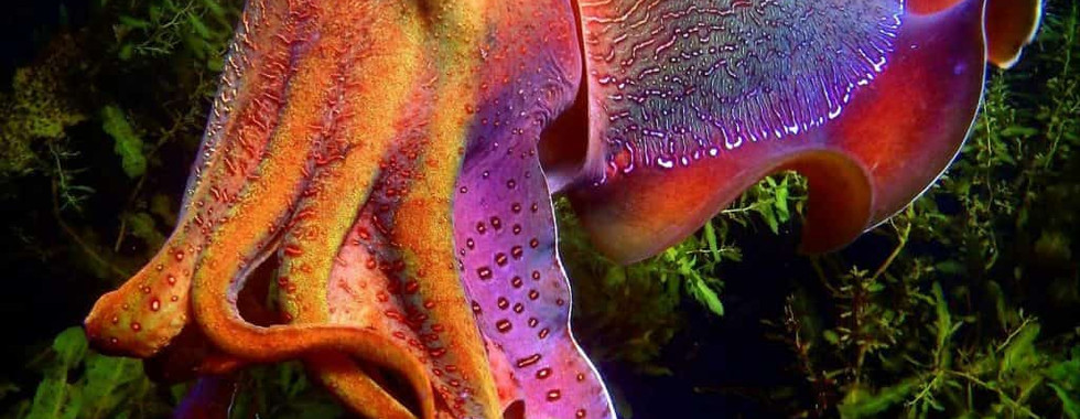Giant Cuttlefish