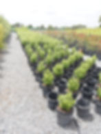 Pittosporum Green Pillar