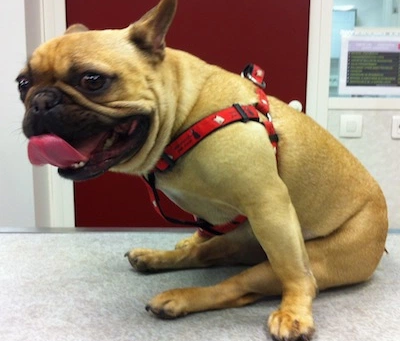 hernie discale chien ostéopathie