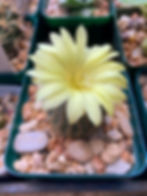 Thumbnail: Seed- Frailea gloriosa 25, 50 and 100 seeds (2025)
