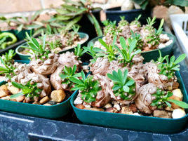 Euphorbia x japonica at Echo's Cacti & Succulents Garden. Houston, TX