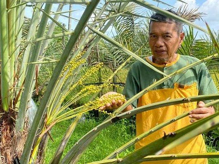 Kisah Petani Yogya Sukses Budidaya Kurma hingga Berbuah Lebat