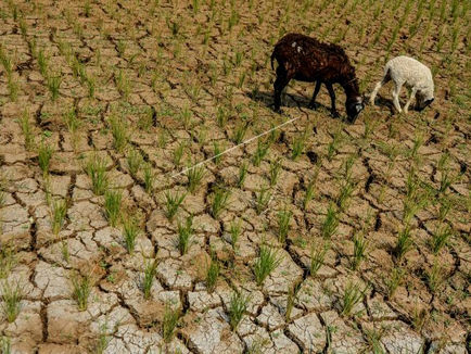 Antisipasi Gagal Panen Akibat El Nino, Surabaya Siapkan 9 Pangan Alternatif