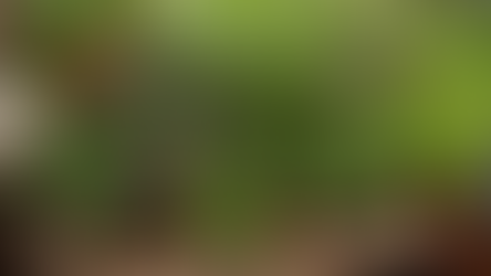 Cara Praktis Memiliki Tanaman Herbal Aromatik di Rumah