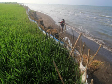 Biostimulan, Inovasi BRIN yang Akan Meningkatkan Produksi Beras di Lahan Berkadar Garam Tinggi
