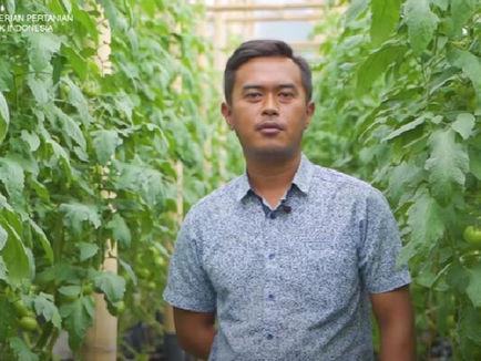 Kang Feri Sukses Budidaya Tomat Beef melalui Smartphone