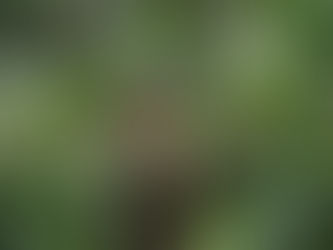 Kisah Kelompok Tani Kabupaten Bandung Sukses Pulihkan Hutan Kamojang
