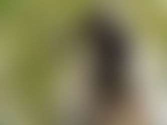 Petani Milenial Lamongan Berhasil Budidaya Melon Fujisawa dengan Pupuk Organik