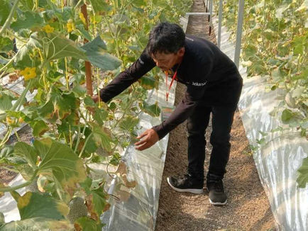 Petani Milenial Lamongan Berhasil Budidaya Melon Fujisawa dengan Pupuk Organik