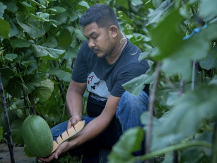 Kelompok Tani Melon di Kepulauan Meranti Peroleh Sertifikat Prima