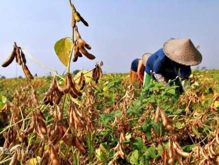 Tips Bertani Kedelai untuk Hasil Panen yang Menguntungkan