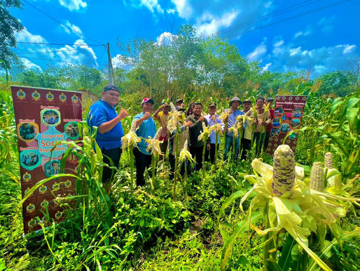 Poktan Ogan Ilir Panen Jagung Ketan Program CSR PT Sampoerna Agro Tbk