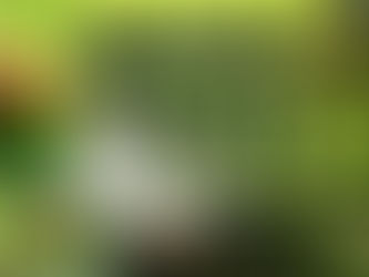 Hama Tanaman Bisa Ditangani dengan Mudah, Begini Caranya