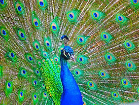 Beautiful peacock feathers