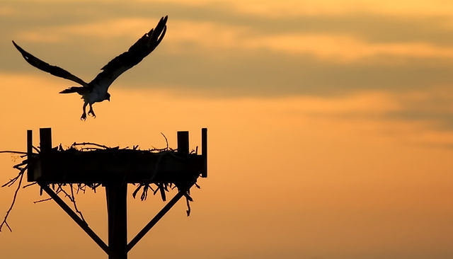 About our Osprey camera AXIS Q1786-LE | Suffolk Security Systems