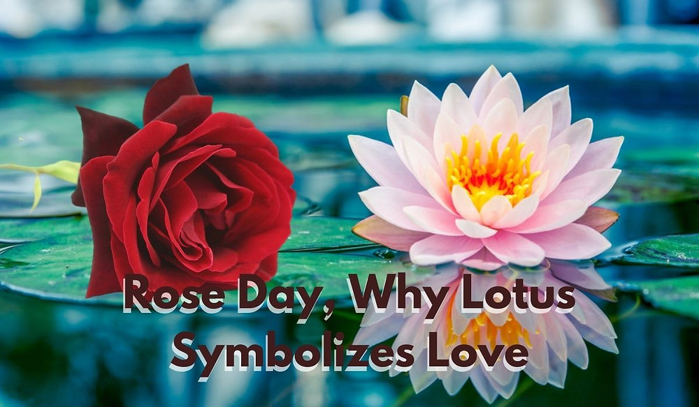 Rose Not Rosa Rose Day: Why Lotus, Not Rose, Truly Symbolizes Love