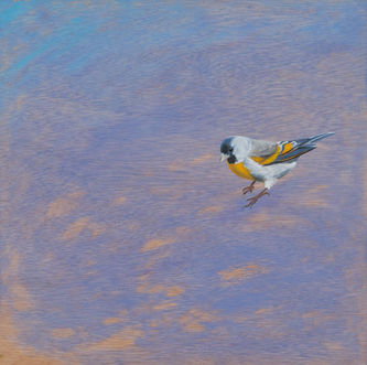 Bird in Wash