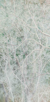 Winter Song in Spring