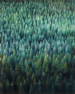 Russian River Forest