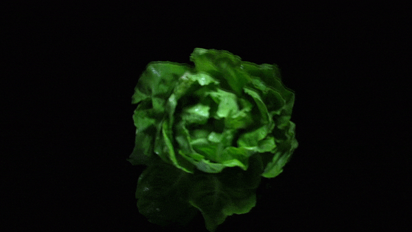 GIF 1.gif