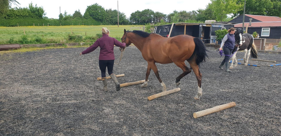 The Unsung Athlete - Horses get DOMS too!