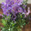 Thumbnail: Purple Hanging Floral