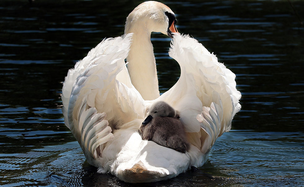 Swan and Baby Swan