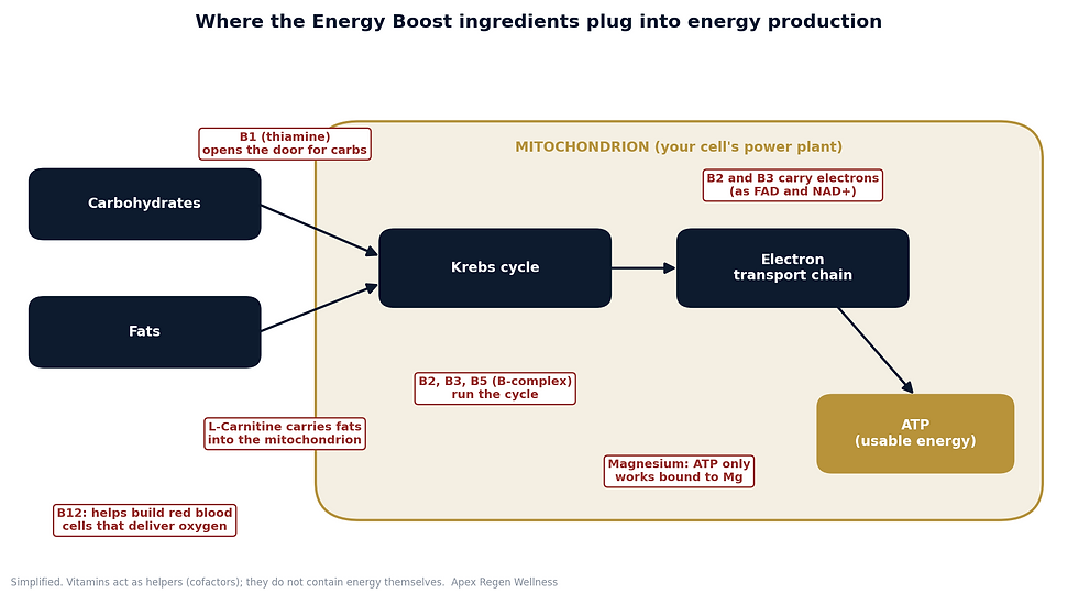 Diagram of cellular energy production showing where B vitamins, L-carnitine, magnesium and B12 act in making ATP