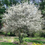 Thumbnail: Tree Shop - Additional Trees For Sale
