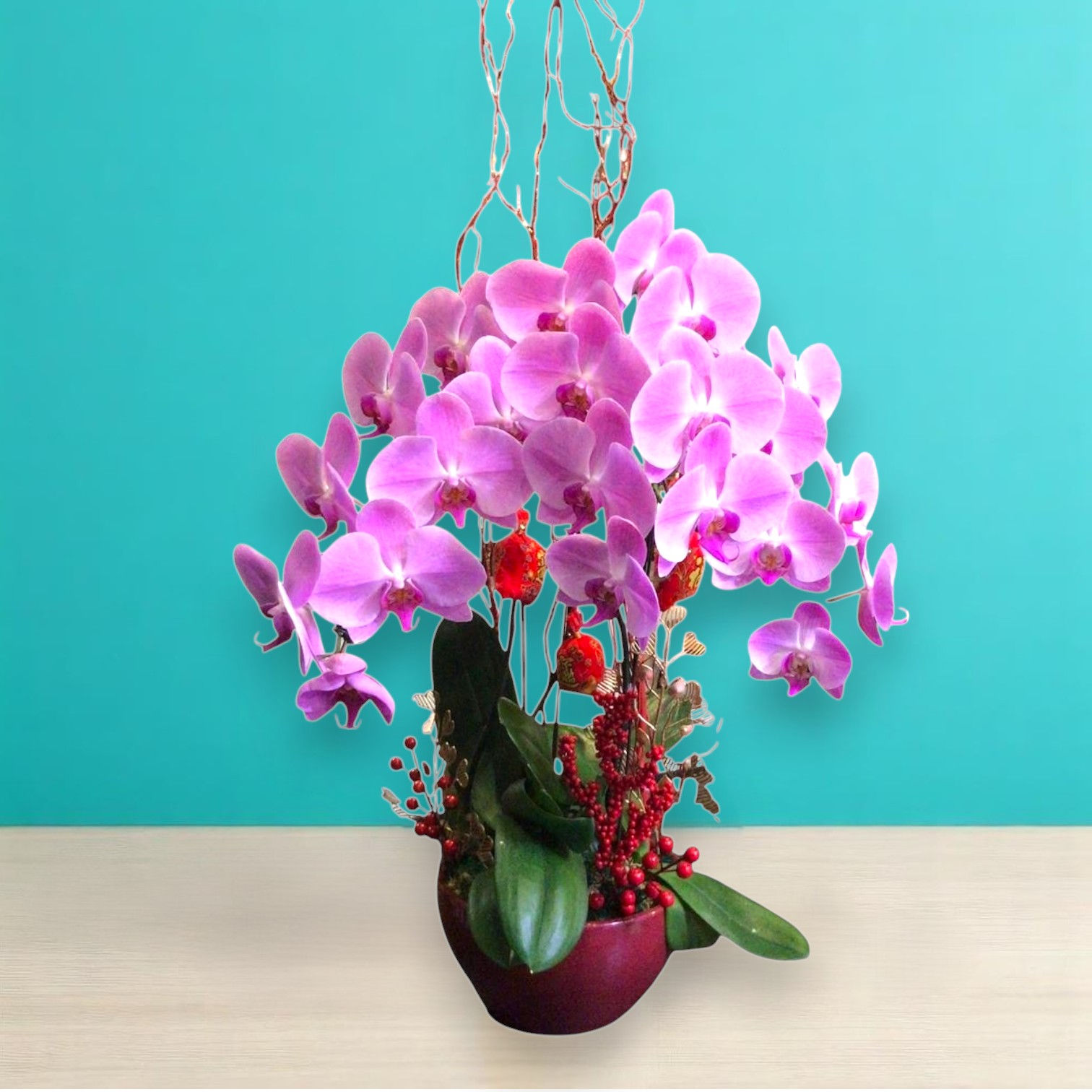 Phalaenopsis Orchid Plant | Moth Orchid Plant | Hiew