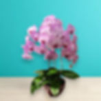 Purple orchids in a brown pot are displayed on a light wood surface against a turquoise background. The scene is vibrant and serene.