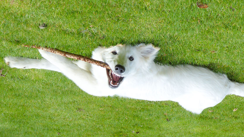 Joker White is a little Joker