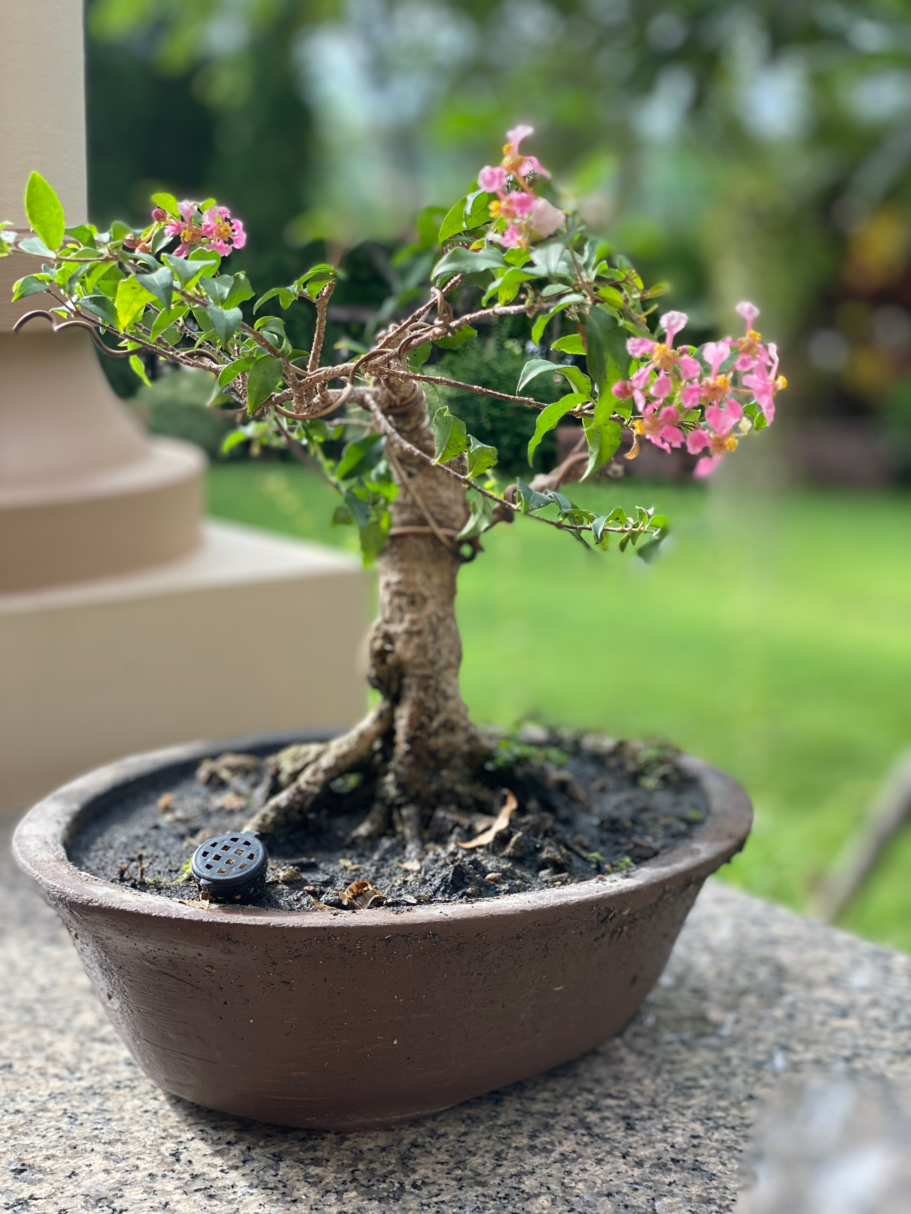 Pink Malpighia Glare Bonsai