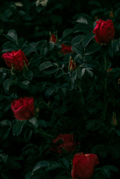 rose_4.jpg
