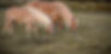 B5FE0DF0-A5F6-4A10-9BA5-3C74C77B4FEF_edited_edited_edited_edited_edited.jpg