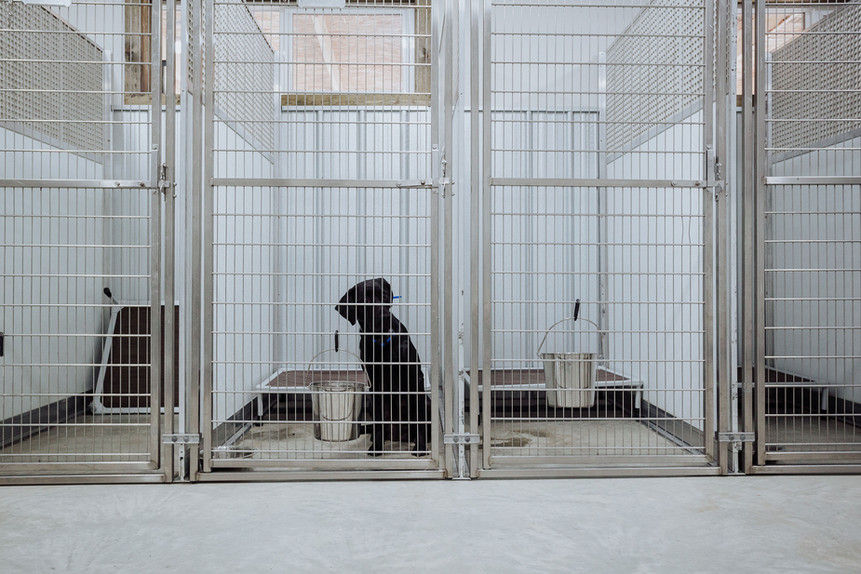 Dog Kennel Kamloops Carlson Hills Dog Kennel