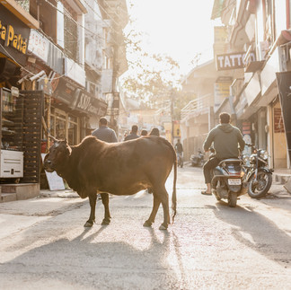 Kuh auf einer indischen Gasse, Rishikesh, Indien