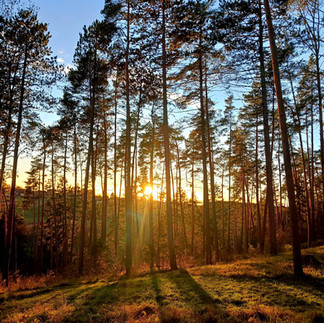 Sonnenuntergang im Wald