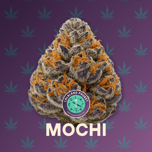Mochi exotic strain Phuket — purple-green indica bud with sugar frost, LaLaLand Phuket.