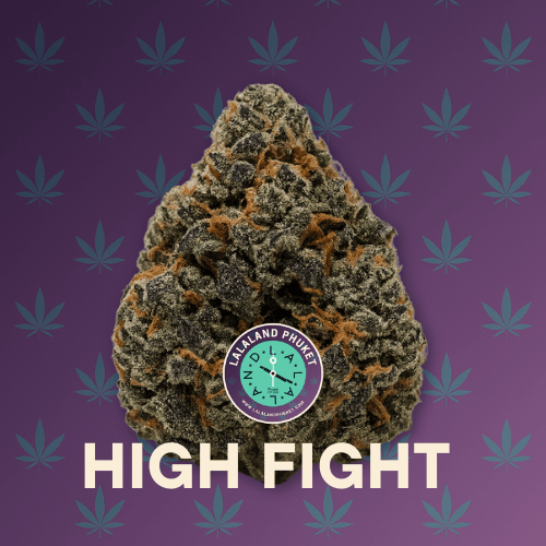 High Fight strain Phuket — close-up cannabis bud with dense trichomes, green and purple tones, photographed for LaLaLand Phuk