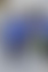 Ascoli: allenamento differenziato per Altobelli e Canini. Domani alle 11 rifinitura allo stadio