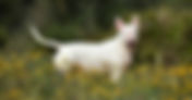Baño Bull Terrier