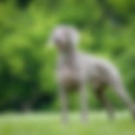 Baño Weimaraner