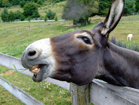I Need an Emotional Support Donkey