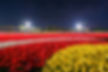 Floral and Light Symphony (Tulip Fields)